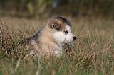 ALASKAN MALAMUTE 511